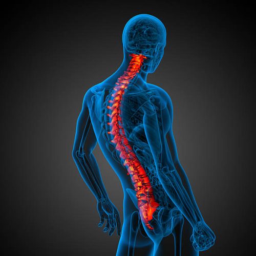 3d render medical illustration of the human spine side view